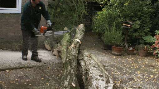 bomen rooien